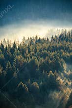 Misty pine forest on the mountain slope in a nature reserve