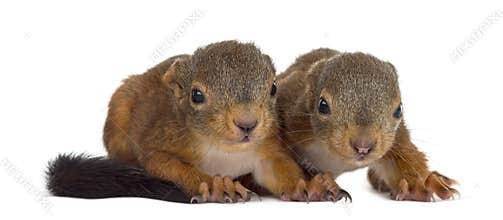 Two Red squirrel babies
