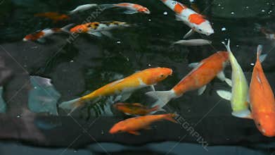 Colorful Japanese Carp fish (koi) pet is swimming in the dark water pool in 1920x1080 HD quality