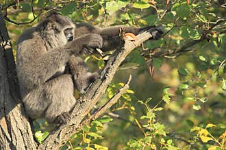 Moloch gibbon sitting on the tree.
