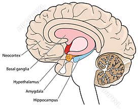 Cross section of brain showing the basal ganglia and hypothalamus