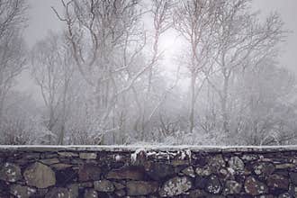 Beautiful old stone wall in front of misty winter forest