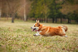Dog breed Welsh Corgi Pembroke