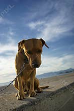 dog sad