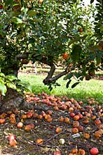 Apple tree