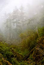Trees in the Mist