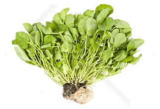 Watercress Isolated on White