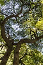 Under the tree
