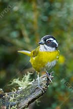 Sooty Capped Bush Tanager