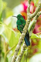 Green Crowned Brilliant Hummingbird