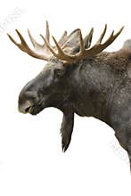 Moose portrait isolated