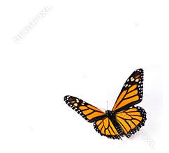 Monarch Butterfly on White