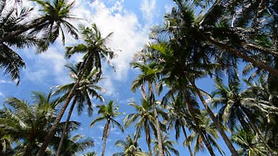 Coconut trees