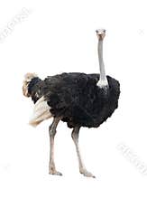 Ostrich isolated