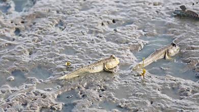 Mudskipper, Amphibious fish