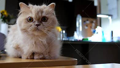 Persian cat playing with people