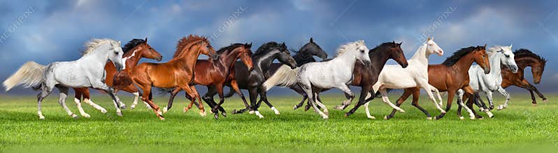 Horse herd run