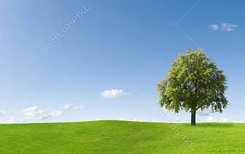 Tree in beautiful landscape