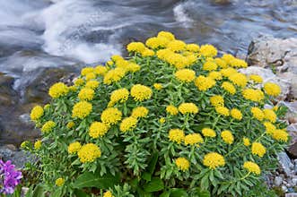 Rhodiola rosea