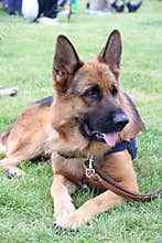Police dog