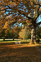 Oak tree in the fall