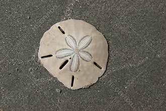 Sand Dollar