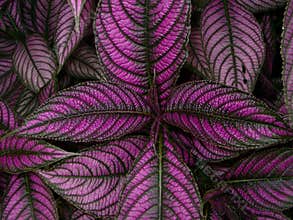 Persian Shield