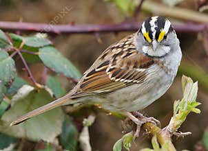White Throated Sparrow