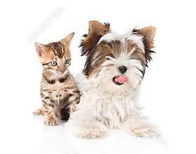 Biewer-Yorkshire terrier puppy and bengal kitten lying in fron. isolated on white