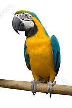Bird parrot