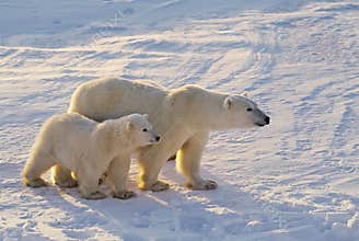 Polar bears