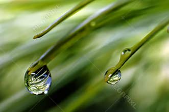 After the rain ...