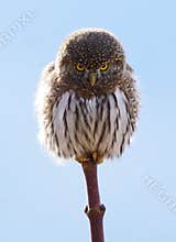 Small Owl