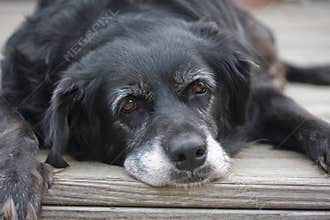 Old Lazy Dog