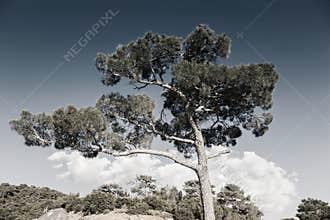 Desaturated image of tree against the sky