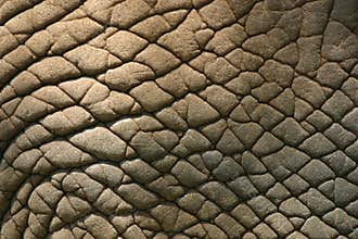 Elephant Skin