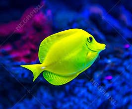 Colorful fish in aquarium