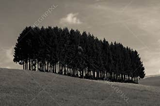 Alpine meadows and pine trees isolated