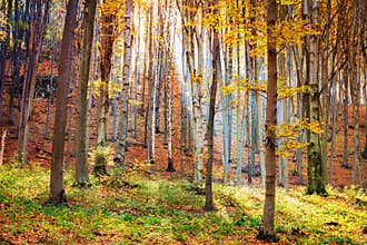 Autumn beech fall forest