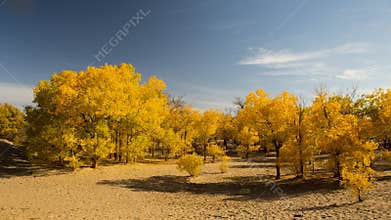 Populus euphratica forest in dessert