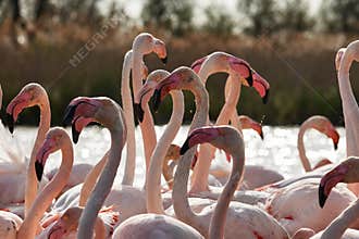 Heads, necks and beaks of flamingos