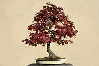 Bonsai tree