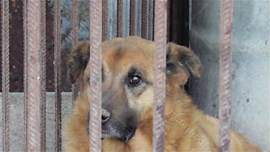 Old dog in a cage