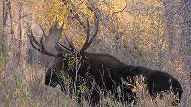 Big Bull Moose in Fall