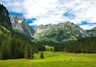 Alpine meadow in Switzerland
