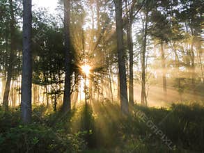 Mist of early morning and sun beams in woods