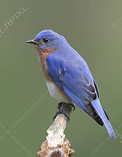Male Eastern Bluebird