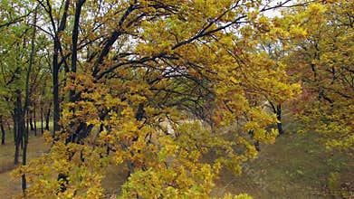 Aerial view of autumn forest