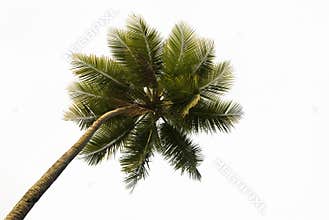 Tropical Palm Tree Isolated