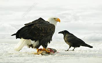 The Bald eagle ( Haliaeetus leucocephalus ) sits on snow and eats a salmon fish.